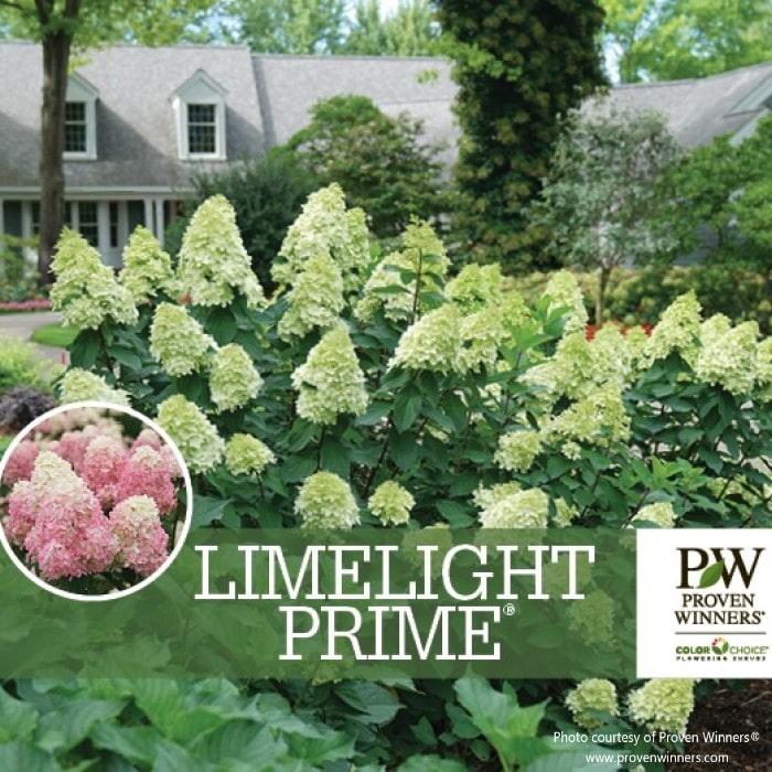 Almanac Planting Co: Proven Winners® Limelight Prime® Hydrangea paniculata panoramic view in front of a home, with creamy white blooms.