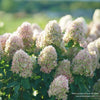 Almanac Planting Co: Proven Winners® Limelight Prime® Hydrangea paniculata close-up, showcasing delicate white-pink blossoms against a sunny backdrop.