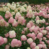 Almanac Planting Co: Proven Winners® Limelight Prime® Hydrangea paniculata with vibrant white to pink gradient flowers in full bloom.