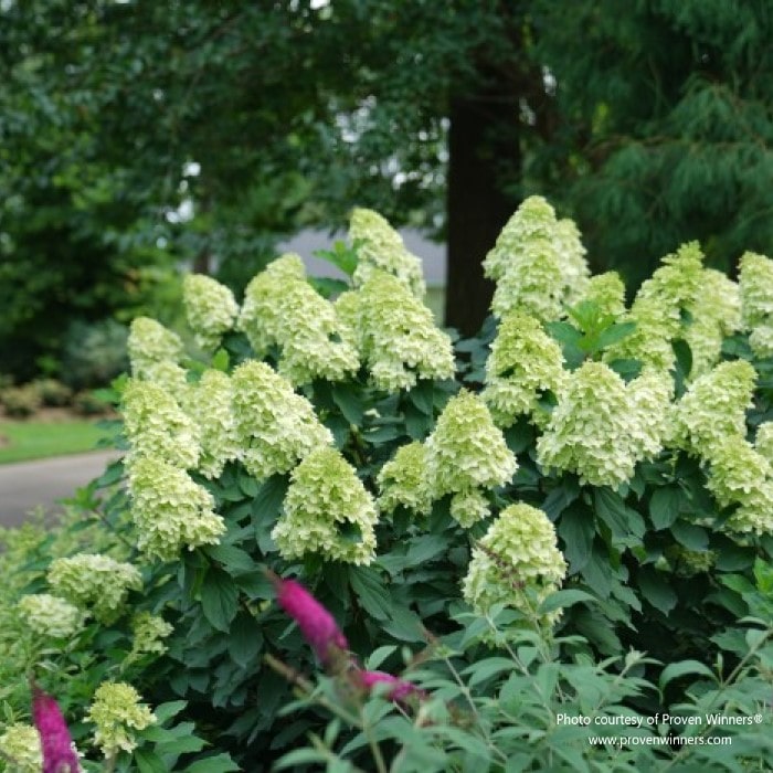 Almanac Planting Co: Proven Winners® Limelight Prime® Hydrangea paniculata, lush green shrubs with conical white blooms in a garden.