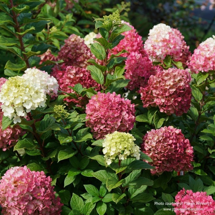 Almanac Planting Co: Proven Winners® Little Lime Punch™ Hydrangea paniculata, showcasing pink-red transition in blooms.