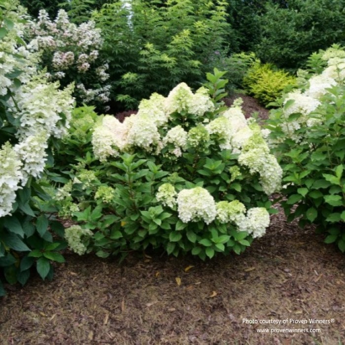 Almanac Planting Co: Proven Winners® Little Lime Punch™ Hydrangea paniculata, green to white blooms against a lush background.