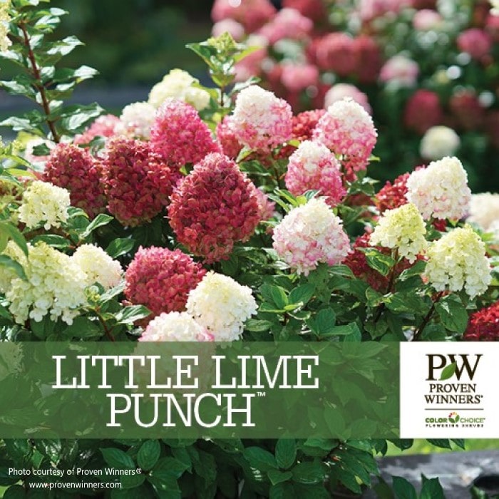 Almanac Planting Co: Proven Winners® Little Lime Punch™ Hydrangea paniculata with white, pink, and red blooms.