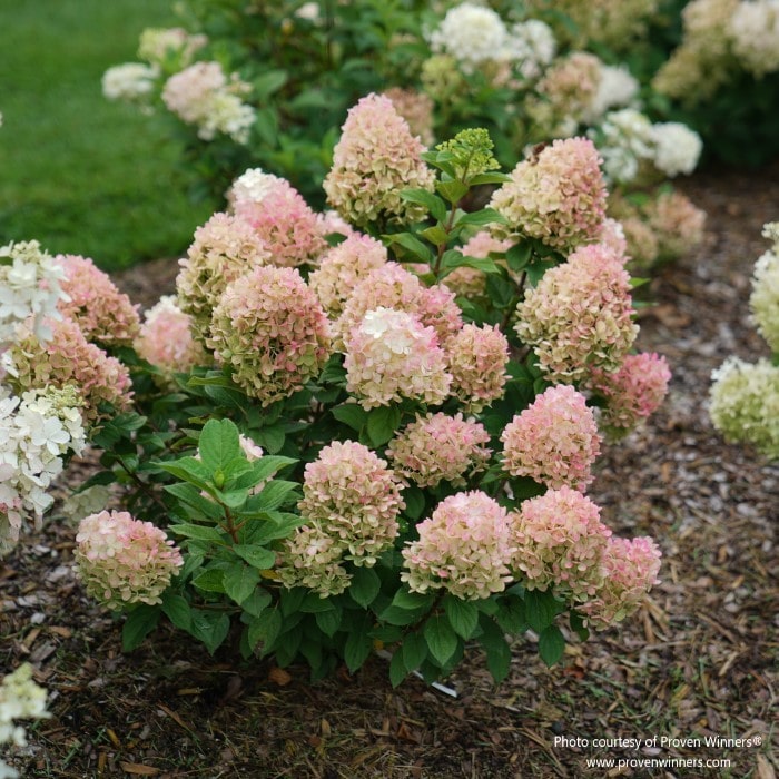Almanac Planting Co: Proven Winners® Little Lime Punch™ Hydrangea paniculata, with dense clusters of two-toned flowers.