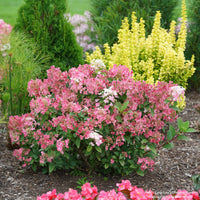 Almanac Planting Co: Compact Little Quick Fire® Hydrangea shrub covered in pink and white panicle flowers in a landscaped garden