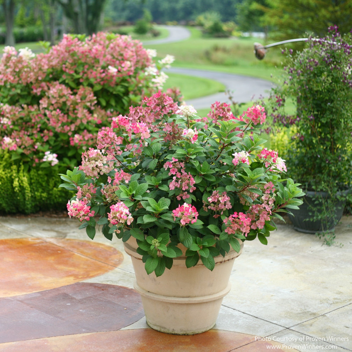 Almanac Planting Co: Little Quick Fire® Hydrangea with pink and white panicle flowers growing in a large patio container