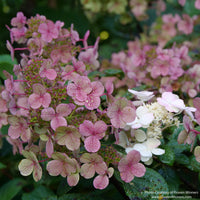 Almanac Planting Co: Close-up of Little Quick Fire® Hydrangea showing dusty rose-pink panicles with white florets and water droplets