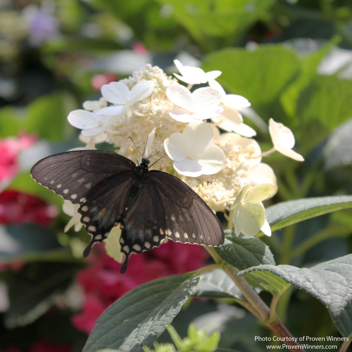 Almanac Planting Co: Close-up of a dark swallowtail butterfly feeding on a white Little Quick Fire® Hydrangea flower panicle
