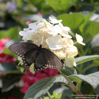 Almanac Planting Co: Close-up of a dark swallowtail butterfly feeding on a white Little Quick Fire® Hydrangea flower panicle