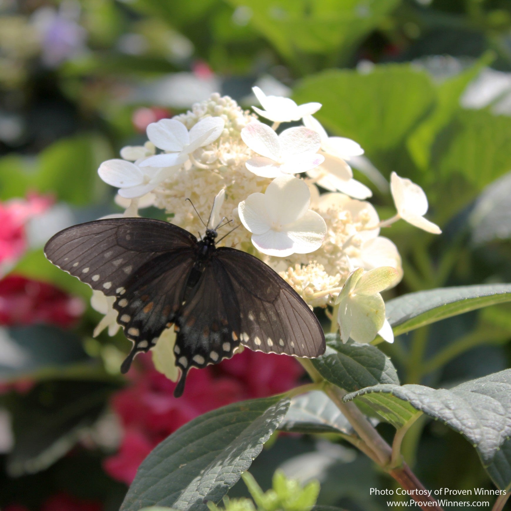 Almanac Planting Co: Close-up of a dark swallowtail butterfly feeding on a white Little Quick Fire® Hydrangea flower panicle