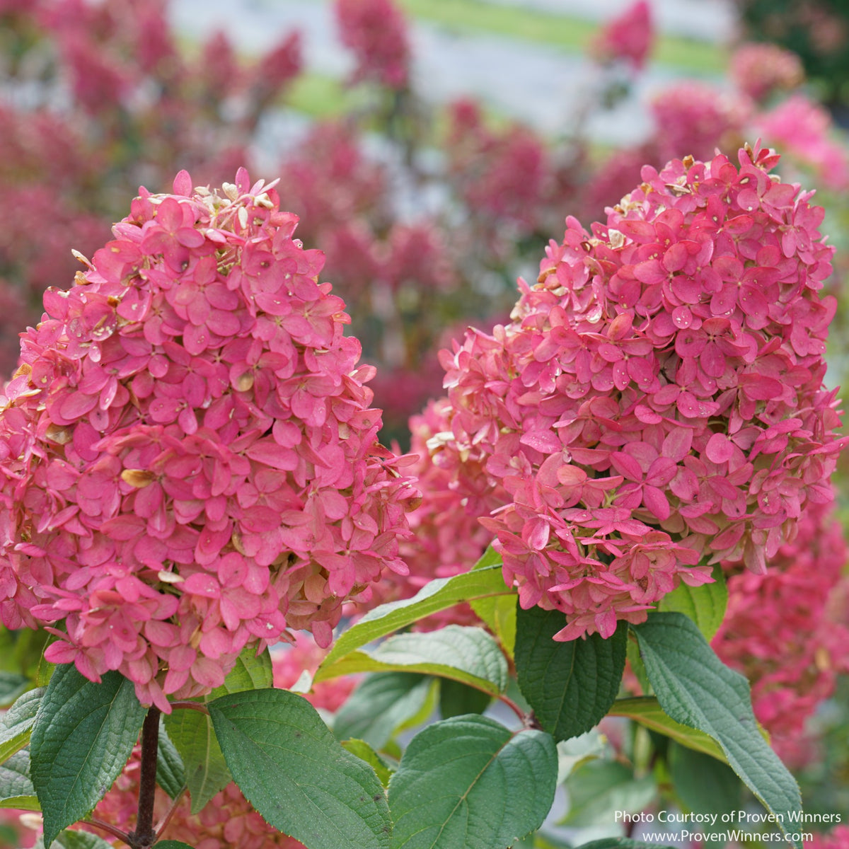 Almanac Planting Co: Close-up of Quick Fire Fab™ Hydrangea showing large deep rosy-pink football-shaped flower panicles