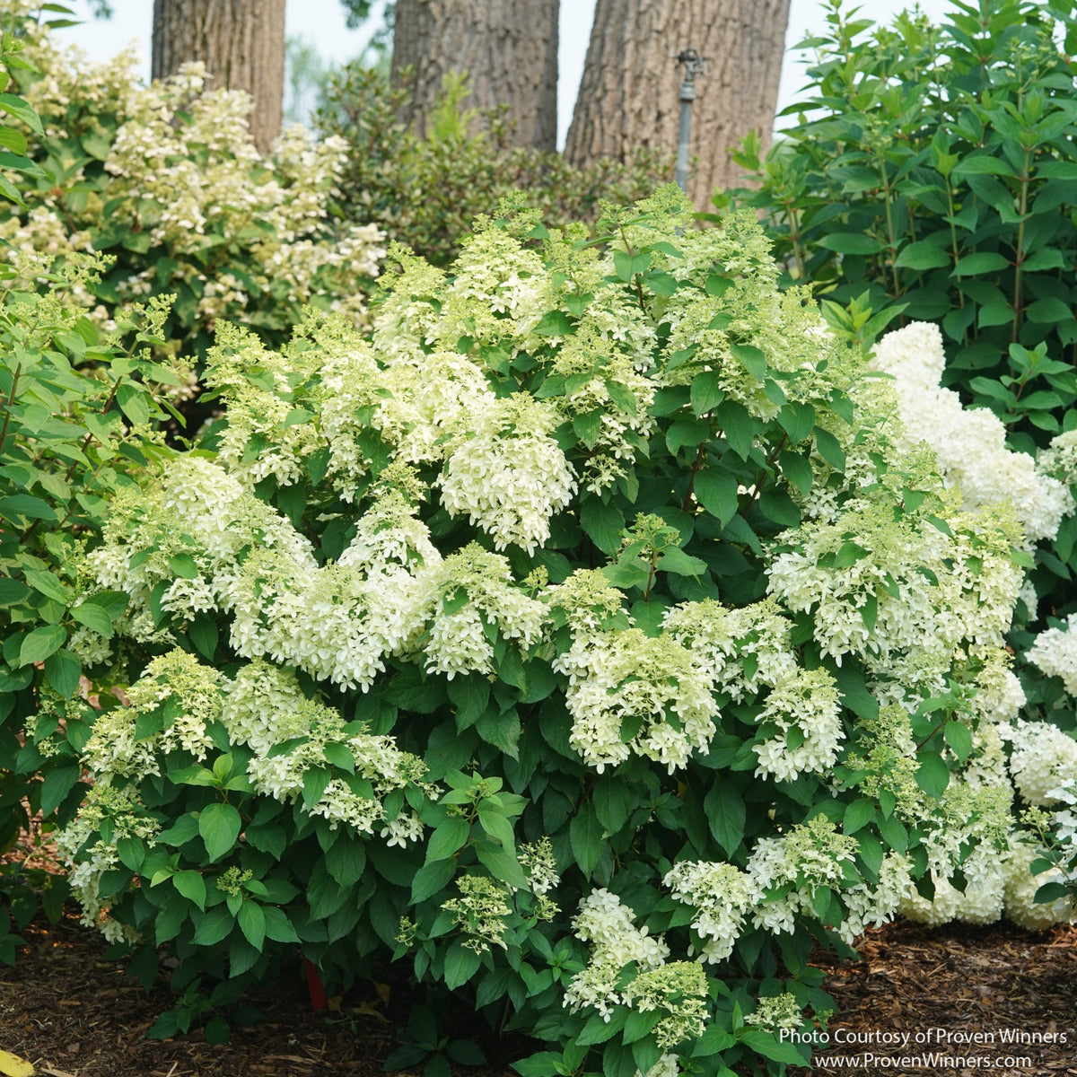 Almanac Planting Co: Quick Fire Fab™ Hydrangea shrub covered in large creamy white to pale green football-shaped flower panicles