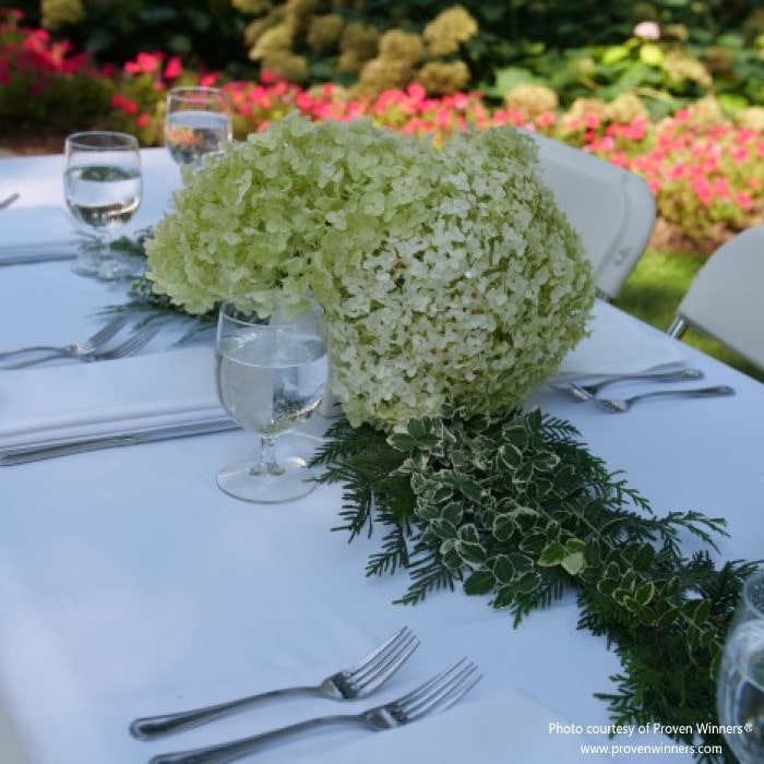 A few huge blooms from the Incrediball® Smooth Hydrangea being used as a table centerpiece.