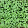 Almanac Planting Co: Basil ‘Italian Large Leaf’ seedlings showing dense, aromatic green leaves for culinary use
