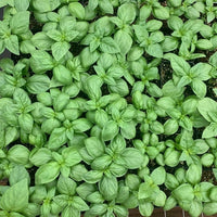 Almanac Planting Co: Basil ‘Italian Large Leaf’ seedlings showing dense, aromatic green leaves for culinary use