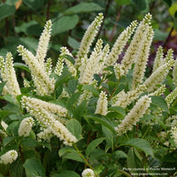 Almanac Planting Co: Detailed shot of Fizzy Mizzy® Sweetspire blossoms showing texture and fragrance appeal for pollinators.