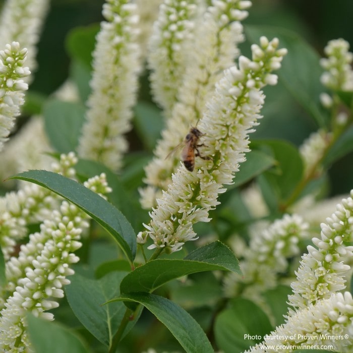 Almanac Planting Co: Close-up of Fizzy Mizzy® Sweetspire flower clusters highlighting the bottlebrush blooms and pollinator activity.