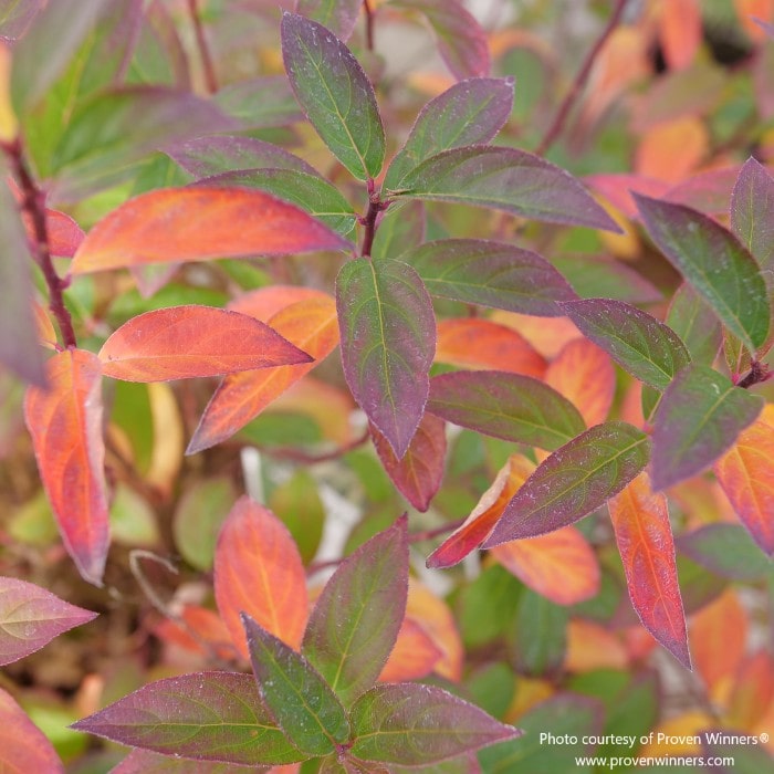Almanac Planting Co: Fizzy Mizzy® Sweetspire in autumn with brilliant red and burgundy fall color along a shaded garden path.