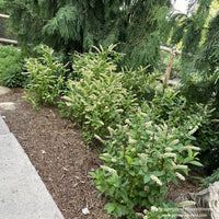 Almanac Planting Co: Mass planting of Fizzy Mizzy® Sweetspire in early summer, displaying dense blooms and glossy green foliage.