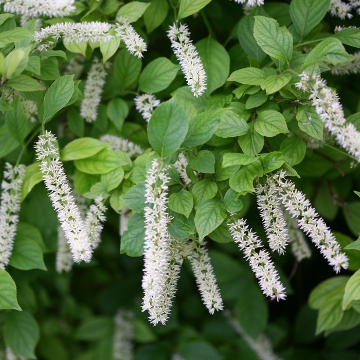  Almanac Planting Co: A close-up of the Itea 'Little Henry' (Itea virginica), featuring long tassels of white flowers against a backdrop of lush green foliage, ideal for gardeners looking to create a textured landscape with native plants.