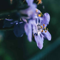 Almanac Planting Co: A macro shot of the exquisite 'Heaven Scent' Jacob's Ladder (Polemonium), highlighting the intricate details of its lavender-blue flowers and bright yellow stamens—a captivating choice for close-up garden beauty.