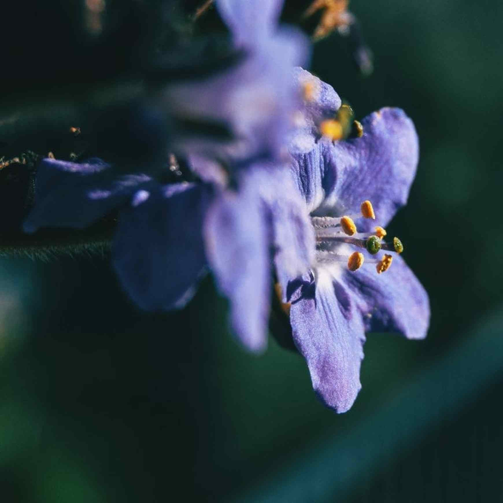 Almanac Planting Co: A macro shot of the exquisite 'Heaven Scent' Jacob's Ladder (Polemonium), highlighting the intricate details of its lavender-blue flowers and bright yellow stamens—a captivating choice for close-up garden beauty.