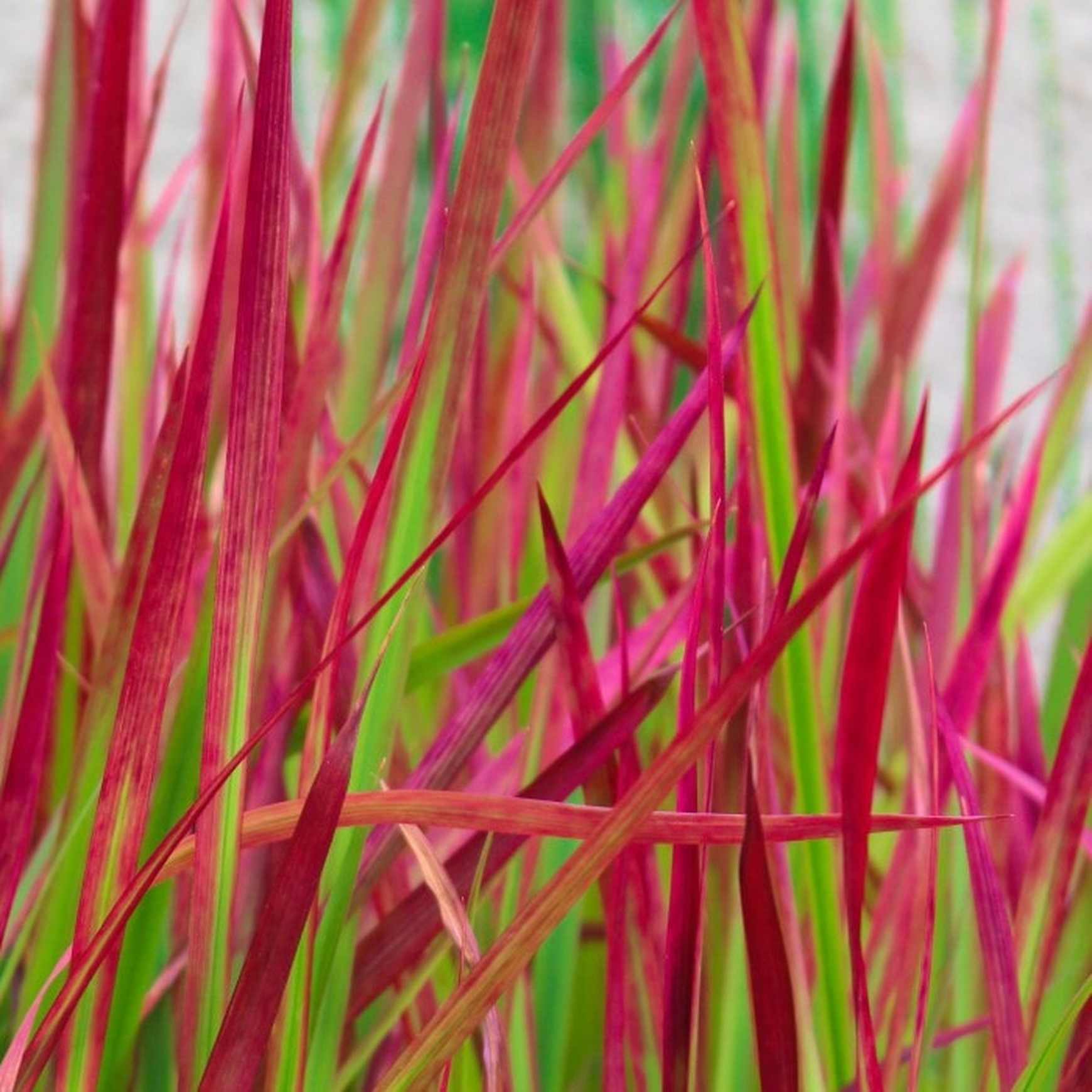 A close-up image of Japanese Blood Grass (Imperata cylindrica 'Red Baron') showcasing its striking red tips that transition to green near the base, creating a vivid contrast against the outdoor potted environment.