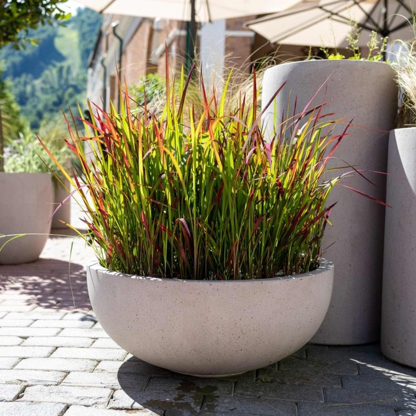 A vibrant display of Japanese Blood Grass, prominently featuring the bright red and green blades of grass that add dramatic color to urban garden settings.