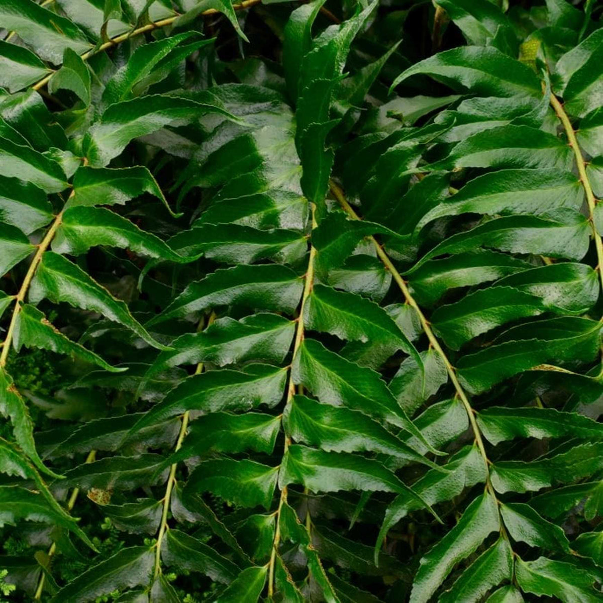 Almanac Planting Co Japanese Holly Fern (Cyrtomium falcatum). A cluster of foliage with serrated edges. 