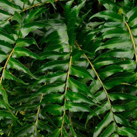 Almanac Planting Co Japanese Holly Fern (Cyrtomium falcatum). A cluster of foliage with serrated edges. 