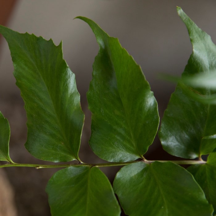 Almanac Planting Co Japanese Holly Fern (Cyrtomium falcatum). A close image of a cluster of foliage with serrated edges.