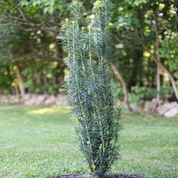 Almanac Planting Co Japanese Plum Yew (Cephalotaxus harringtonia 'Fastigiata'). The plant is growing alone in a mulch bed surrounded by grass.
