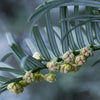 Almanac Planting Co Japanese Plum Yew (Cephalotaxus harringtonia 'Fastigiata').  A close up image of conifer blooms and deep green needle-like foliage! 