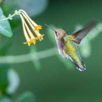 John Clayton Honeysuckle