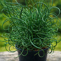 ColorGrass® Twister