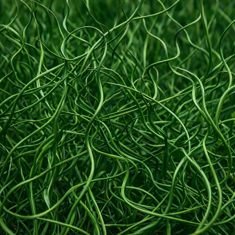 ColorGrass® Twister