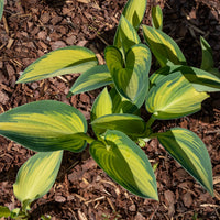 June Hosta