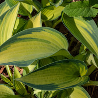 June Hosta