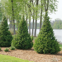 Almanac Planting Co: Row of Proven Winners Gin Fizz® Junipers used as a living privacy screen, highlighting their neat, architectural habit and durability.