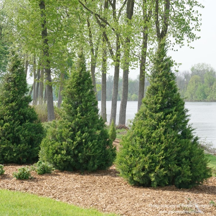 Almanac Planting Co: Row of Proven Winners Gin Fizz® Junipers used as a living privacy screen, highlighting their neat, architectural habit and durability.