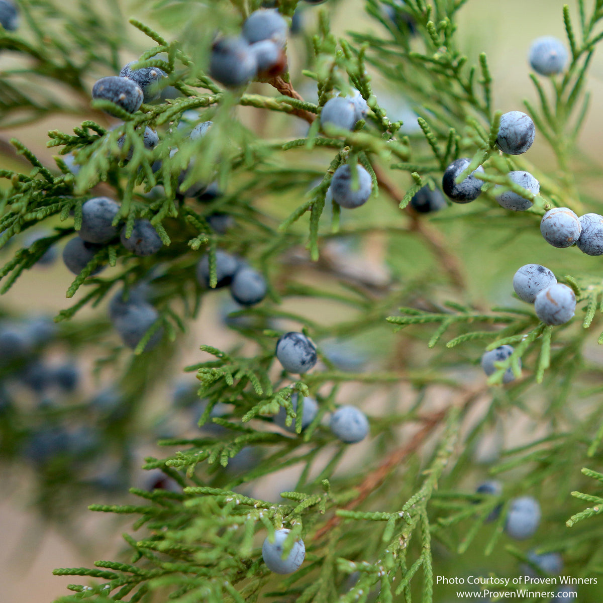Almanac Planting Co: Close-up of Gin Fizz® Juniper showing powdery blue ornamental female cones and fine-textured foliage