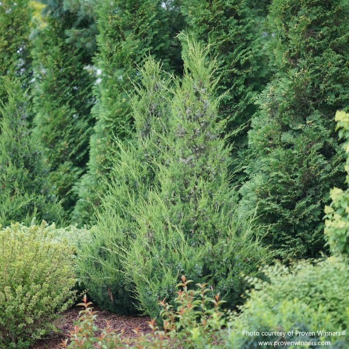 Almanac Planting Co: A mature Gin Fizz® Juniper hedge showing its upright conical form and dense green foliage—ideal for privacy and structure in sunny gardens.