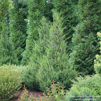Almanac Planting Co: A mature Gin Fizz® Juniper hedge showing its upright conical form and dense green foliage—ideal for privacy and structure in sunny gardens.