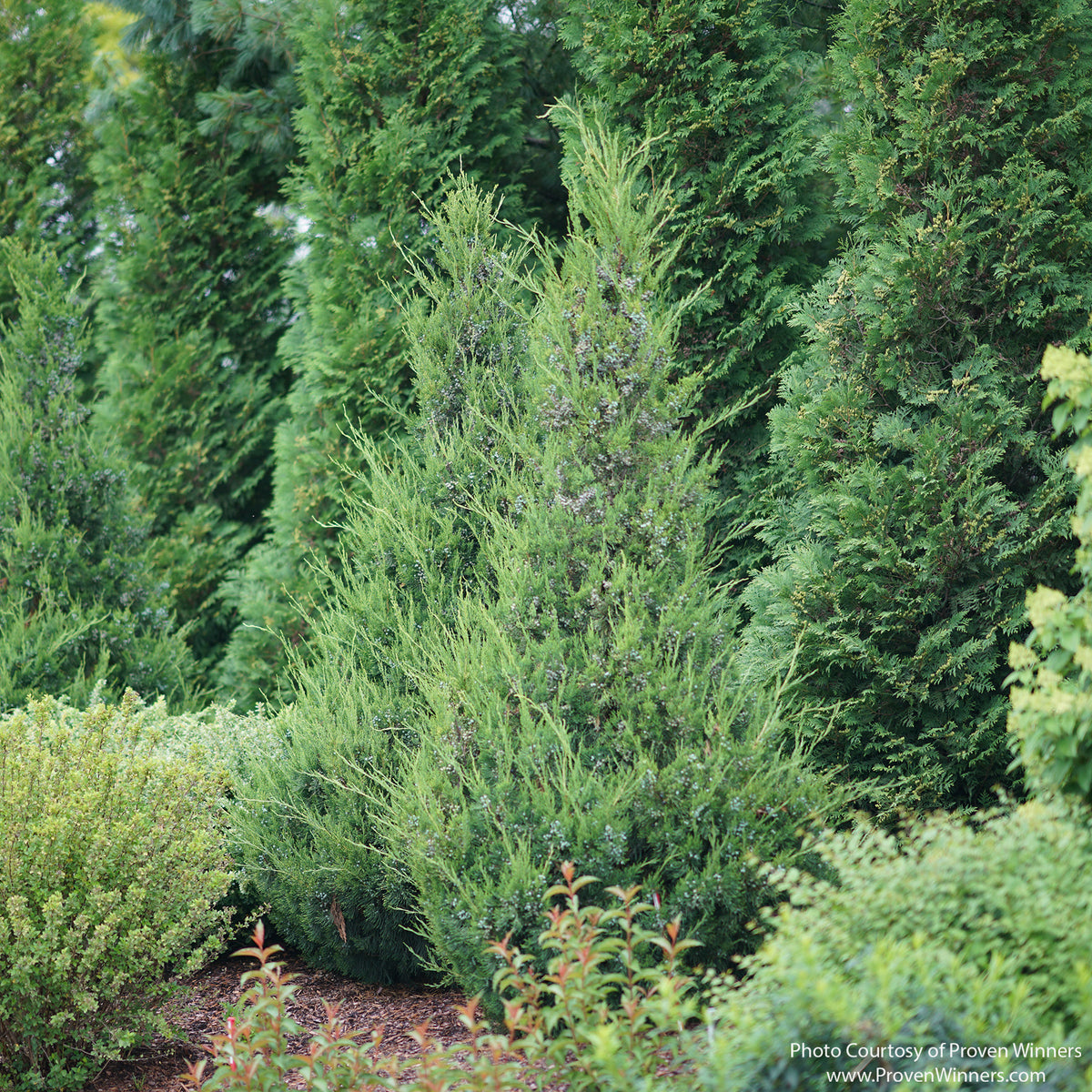 Almanac Planting Co: Gin Fizz® Juniper evergreen shrub with upright conical form and blue-green foliage