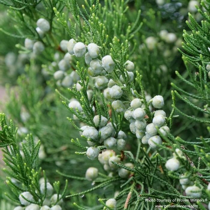 Almanac Planting Co: Gin Fizz® Juniper shrub displaying abundant fruit and rich evergreen needles in full sunlight.