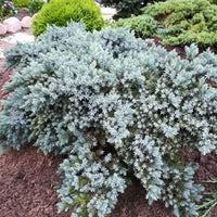 Almanac Planting Co: A mature Blue Star Juniper displaying its dense, silvery-blue foliage and low, mounded form in a sunny garden bed.
