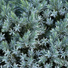 Almanac Planting Co: Close-up of Blue Star Juniper needles showing the fine, silver-blue texture and compact branching pattern.