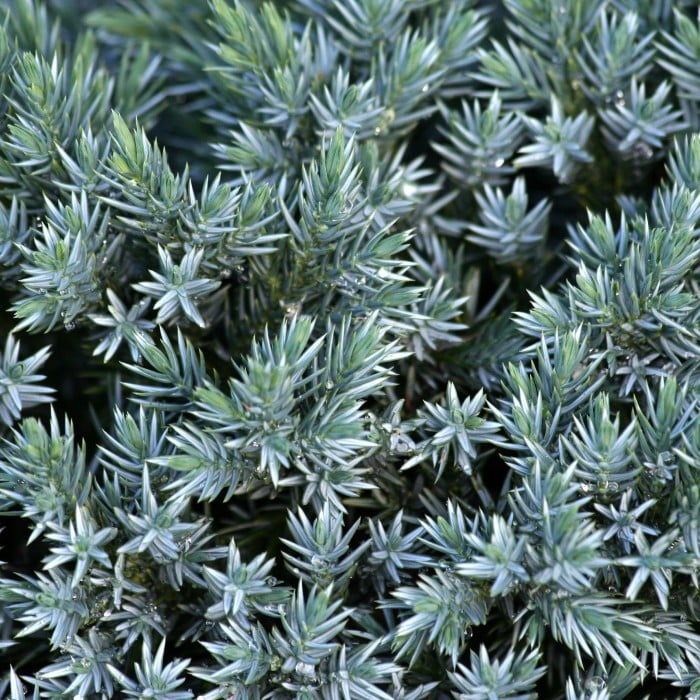 Almanac Planting Co: Close-up of Blue Star Juniper needles showing the fine, silver-blue texture and compact branching pattern.