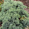 Almanac Planting Co: Blue Star Juniper used in a landscape border, providing cool evergreen color and texture year-round.