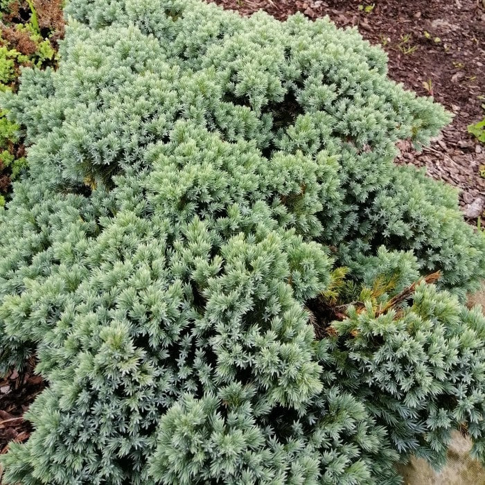 Almanac Planting Co: Blue Star Juniper used in a landscape border, providing cool evergreen color and texture year-round.